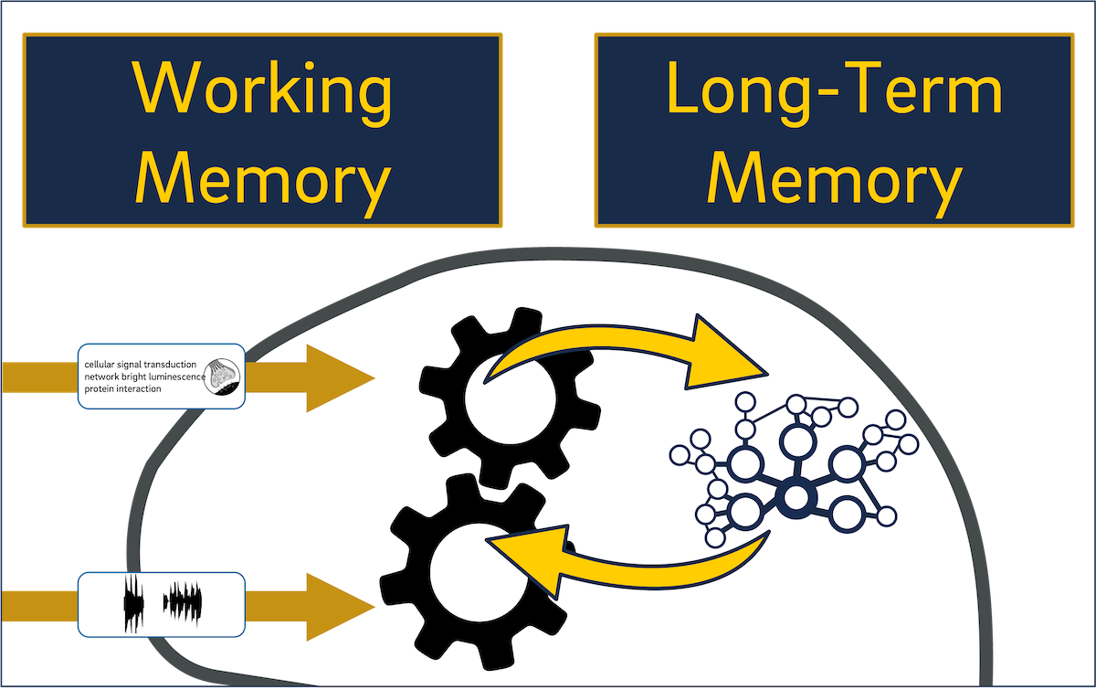 Diagram illustrating the active processing assumption in multimedia learning. Visual and verbal inputs enter working memory, represented by two gears. Arrows show information being organized and transferred into long-term memory, represented by a network-like structure. The gears and arrows emphasize that learners actively build connections between new information and prior knowledge.