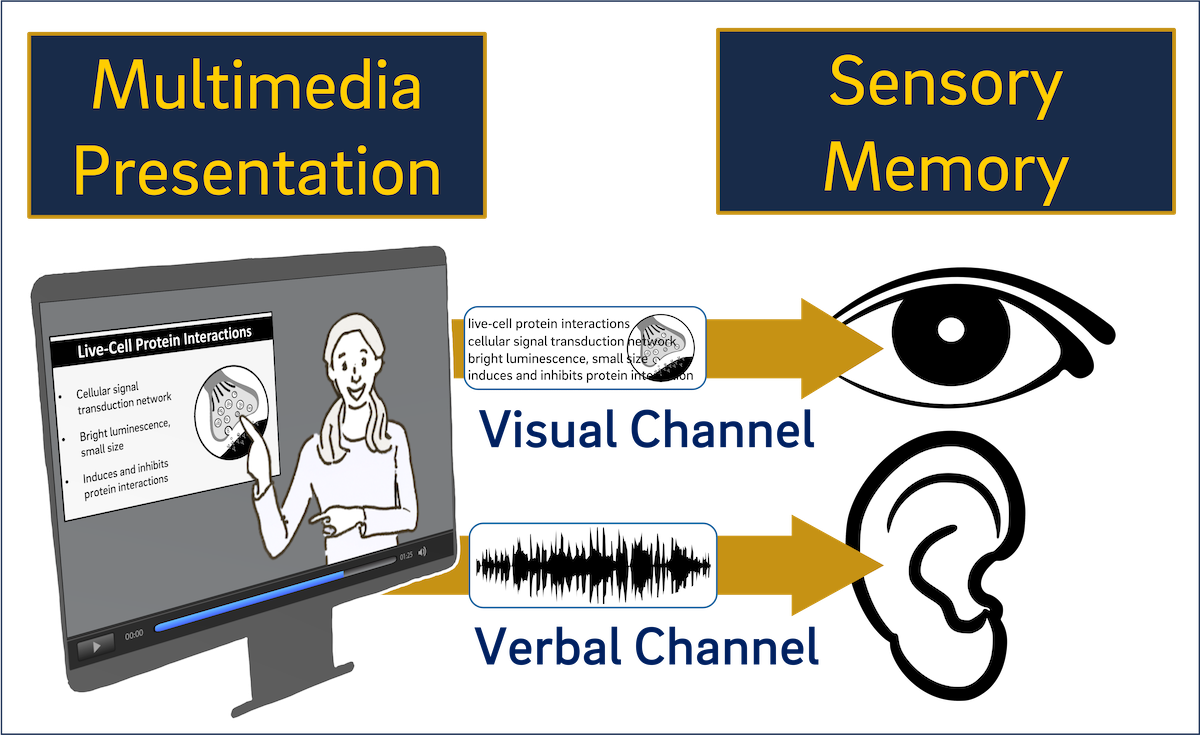 Diagram illustrating the dual channel assumption in multimedia learning. A multimedia presentation on a screen includes a drawing, text, and a speaker. Arrows show that pictures—including written words—are processed through a visual channel leading to an eye, while spoken words are processed through a verbal channel leading to an ear. Both channels represent inputs to sensory memory.
