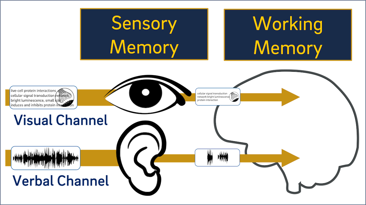 Diagram illustrating the limited capacity assumption in multimedia learning. Visual input, including pictures and written words, enters the eye and passes from sensory memory to working memory through the visual channel. Only a portion of the information is retained. Similarly, spoken words enter the ear, pass through the verbal channel, and a smaller amount reaches working memory. The image highlights that both channels have limited capacity.