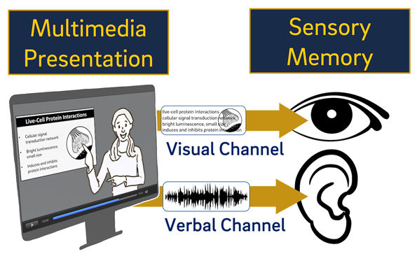 Diagram of dual channel sensory model for learning